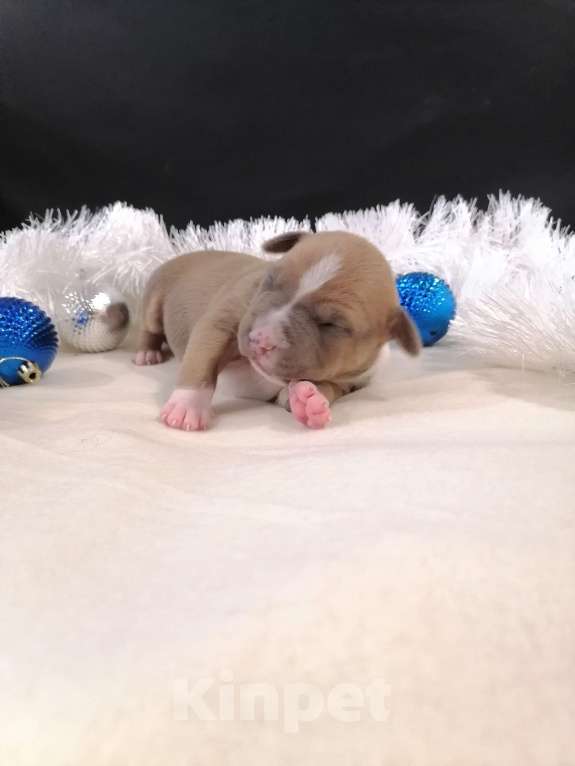 Собаки в Белгороде: Американский стаффордширский терьер щенок  Мальчик, 100 000 руб. - фото 3