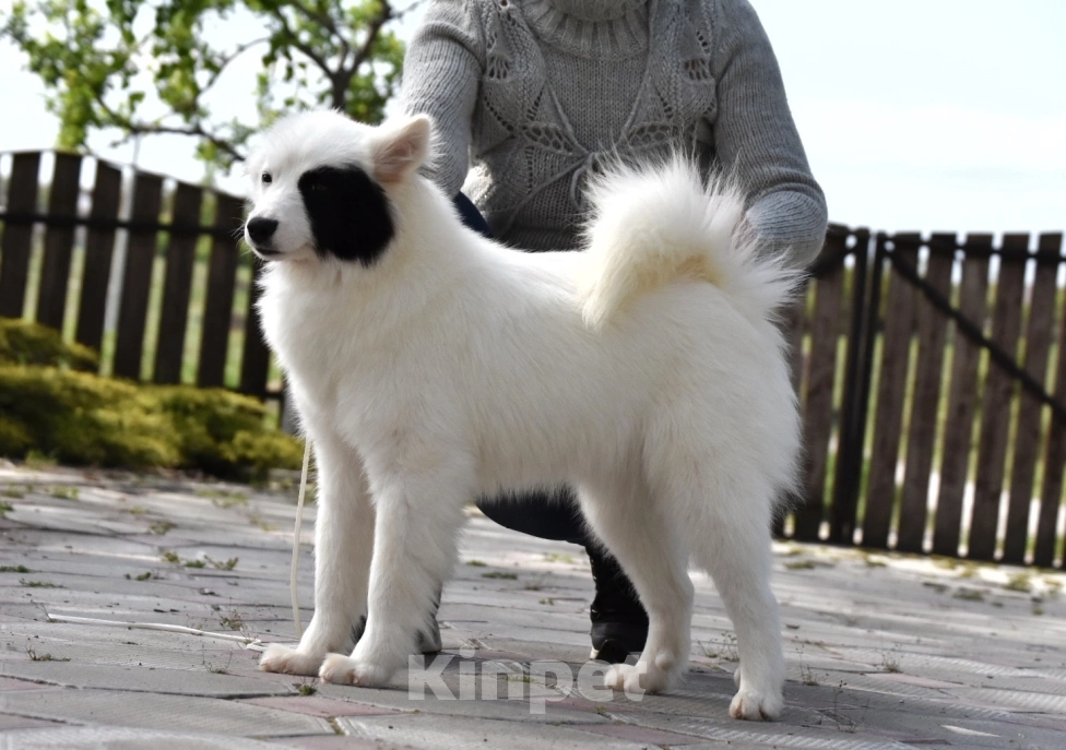 Собаки в Москве: Ненецкая оленегонная лайка, сука Хайят. Девочка, 60 000 руб. - фото 5