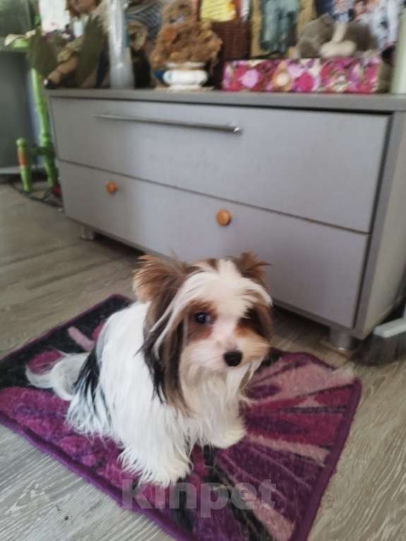 Собаки в Краснодаре: Щенок бивер Мальчик, 15 000 руб. - фото 2