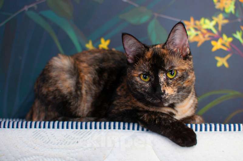 Кошки в Москве: Трехцветная кошка Мисти с золотыми глазами на счастье Девочка, Бесплатно - фото 4