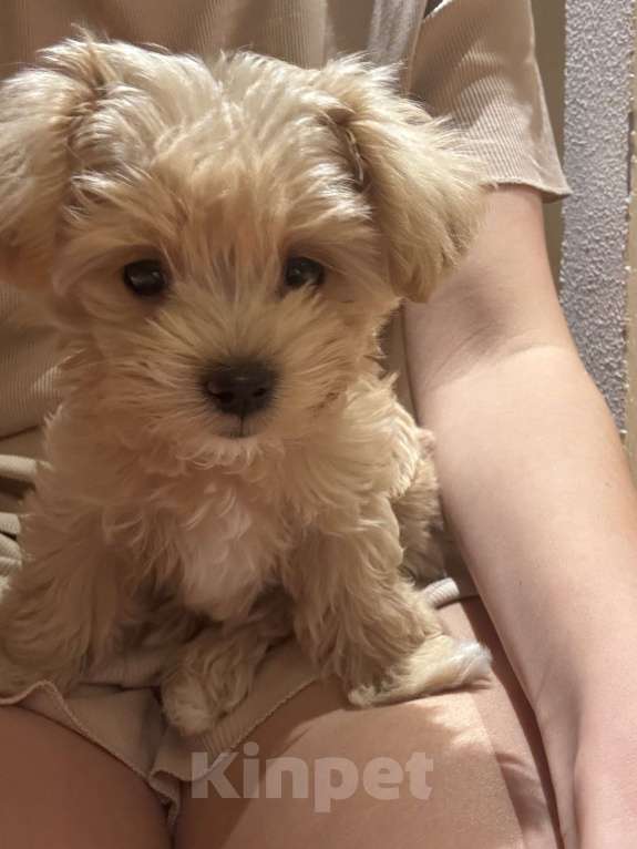 Собаки в Екатеринбурге: Щенок Мальтипу девочка ф1 Девочка, 95 000 руб. - фото 2