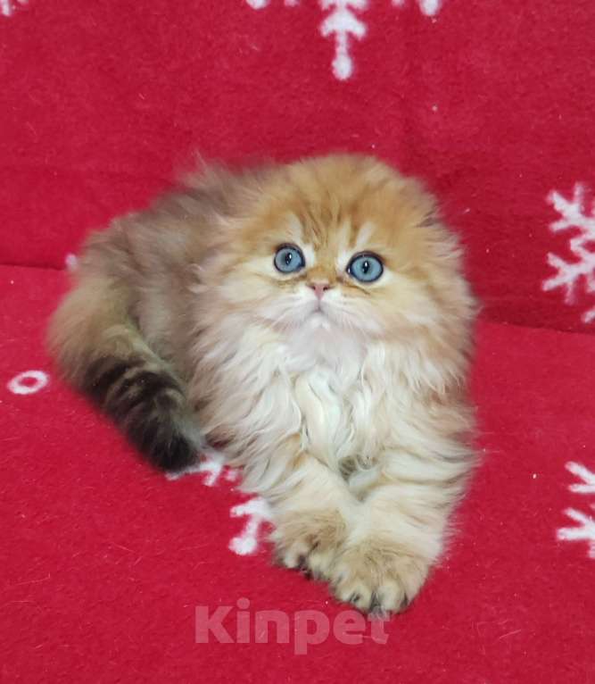 Кошки в Москве: Котик хайленд золотой мраморный Мальчик, 40 000 руб. - фото 3