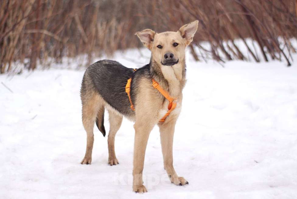 Собаки в Москве: Очаровательный нежный Платоша в поисках дома Мальчик, Бесплатно - фото 4