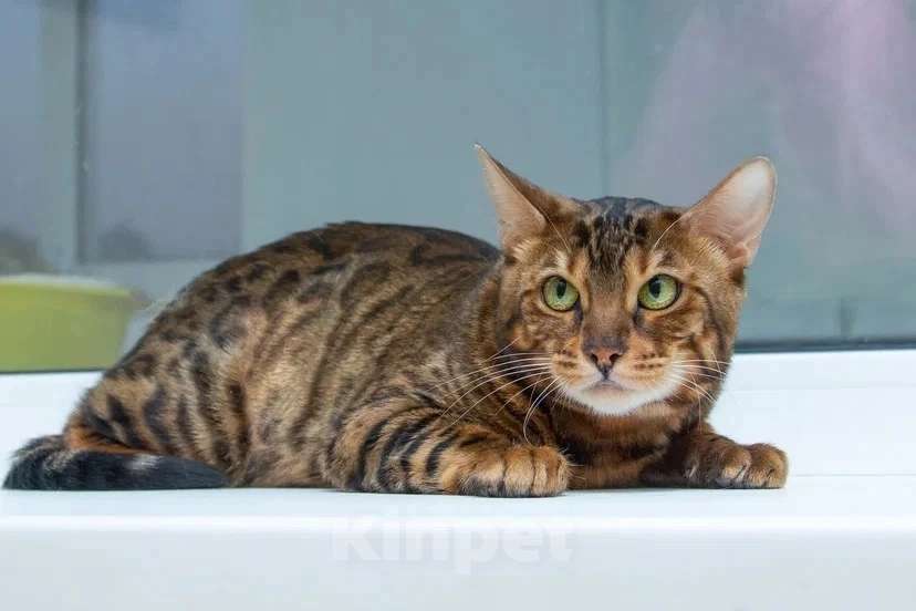 Кошки в Москве: Бенгальская кошка Марта в добрые руки (с характером принцессы) Девочка, Бесплатно - фото 8
