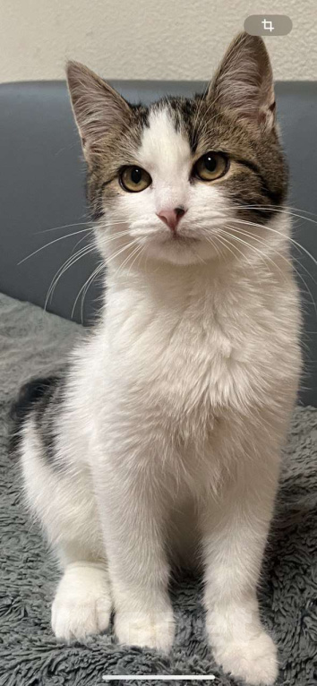 Кошки в Москве: Котенок в добрые руки Мальчик, Бесплатно - фото 4