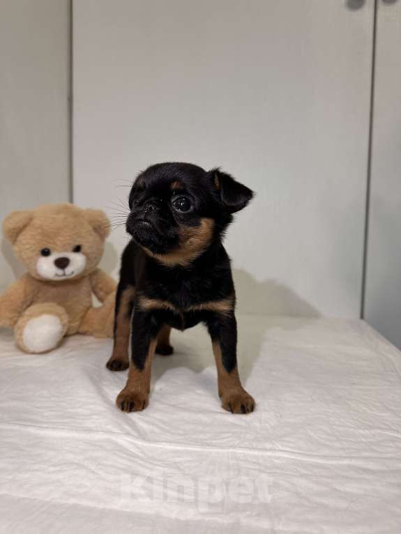 Собаки в Москве: Девочка пти брабансон Девочка, 80 руб. - фото 3