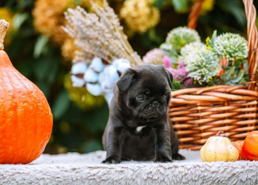 Собаки в Новосибирске: Мопс Сейлор Мун Девочка, 60 000 руб. - фото 9