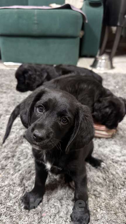 Собаки в Краснодаре: Американский Кокер помесь с дворнягой Мальчик, 100 руб. - фото 2