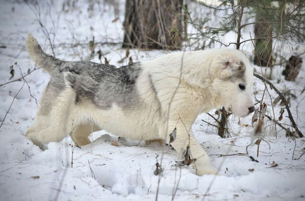 Собаки в Красноярске: Щенок среднеазиатская овчарка Мальчик, 60 000 руб. - фото 3