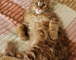 Кошки в Балашихе: Котята мейнкунята Мальчик, 40 000 руб. - фото 7