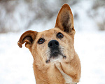 Собаки в Москве: Лелик Мальчик, Бесплатно - фото 1