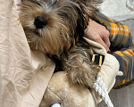 Собаки в Раменском: Малыш йорк Мальчик, 20 000 руб. - фото 9