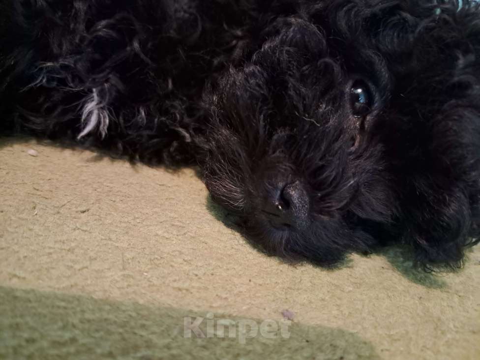 Собаки в Сочи: Премиальный окрас,micro девочка Девочка, 250 000 руб. - фото 2