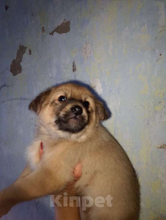 Собаки в Уварово: Скромняга мальчишка Мальчик, Бесплатно - фото 2