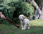Собаки в Воронеже: Шикарный щенок золотистого ретривера  Мальчик, 40 000 руб. - фото 7