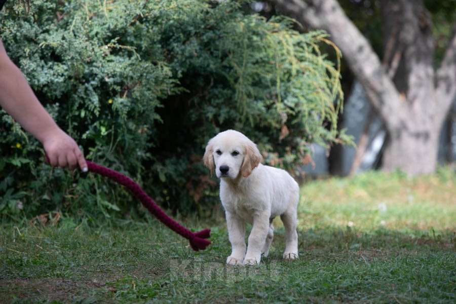 Собаки в Воронеже: Шикарный щенок золотистого ретривера  Мальчик, 60 000 руб. - фото 7
