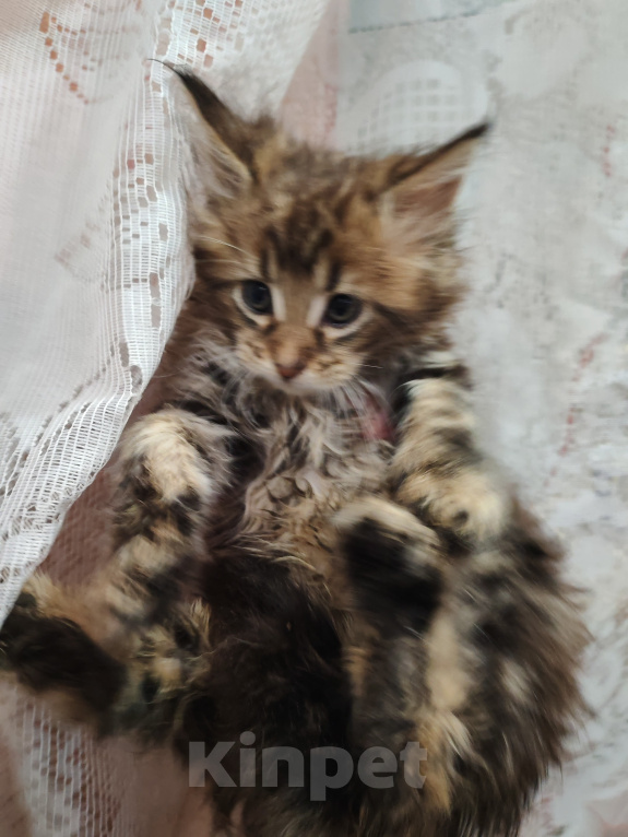 Кошки в Иркутске: Чистокровный котенок мейнкун Мальчик, 35 000 руб. - фото 4