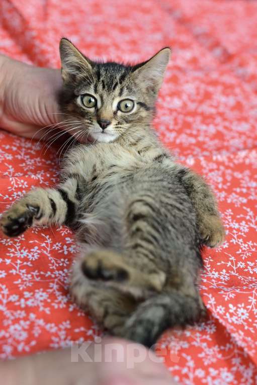 Кошки в Красногорске: Маленький тигренок Барсик 2 месяца очень ждет родителей  Мальчик, Бесплатно - фото 6