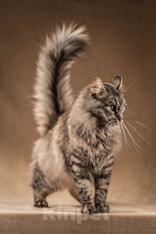 Кошки в Клине: Лилу — пушистое сокровище Девочка, Бесплатно - фото 7