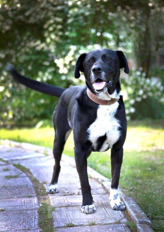 Собаки в Москве: Очаровательная Ляля Девочка, Бесплатно - фото 4