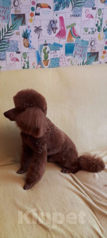 Собаки в Балашихе: Малый пудель,мальчики Мальчик, 40 000 руб. - фото 4