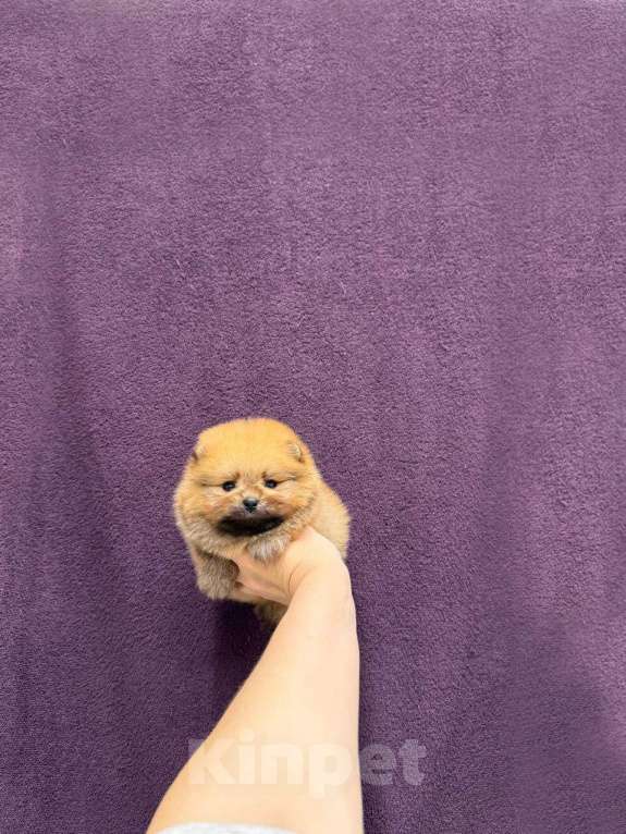 Собаки в Москве: Великолепный мальчик Мальчик, 30 000 руб. - фото 1