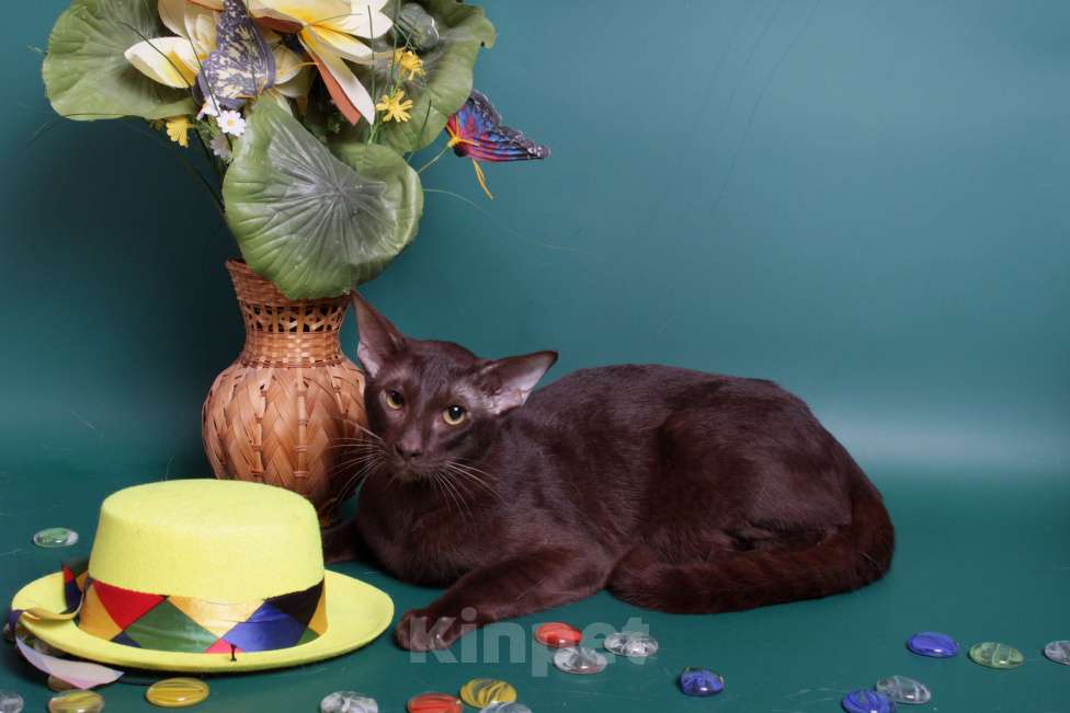 Кошки в Москве: Ориентал шоколадный на вязку Мальчик, 2 500 руб. - фото 4