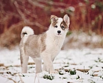 Собаки в Лосином-Петровском: Любава якутенок в добрые руки Девочка, Бесплатно - фото 7