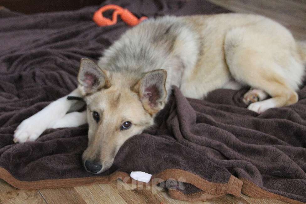 Собаки в Москве: Молодой пес Слоу ищет дом Мальчик, Бесплатно - фото 3