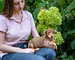 Собаки в Москве: Щенок маленькой собаки в добрые руки Девочка, Бесплатно - фото 4