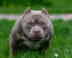 Собаки в Нижнем Новгороде: Вязка американского булли покет Мальчик, 100 000 руб. - фото 5