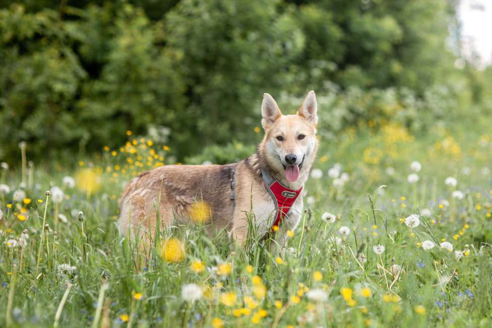 Собаки в Москве: Мёбиус Девочка, Бесплатно - фото 4