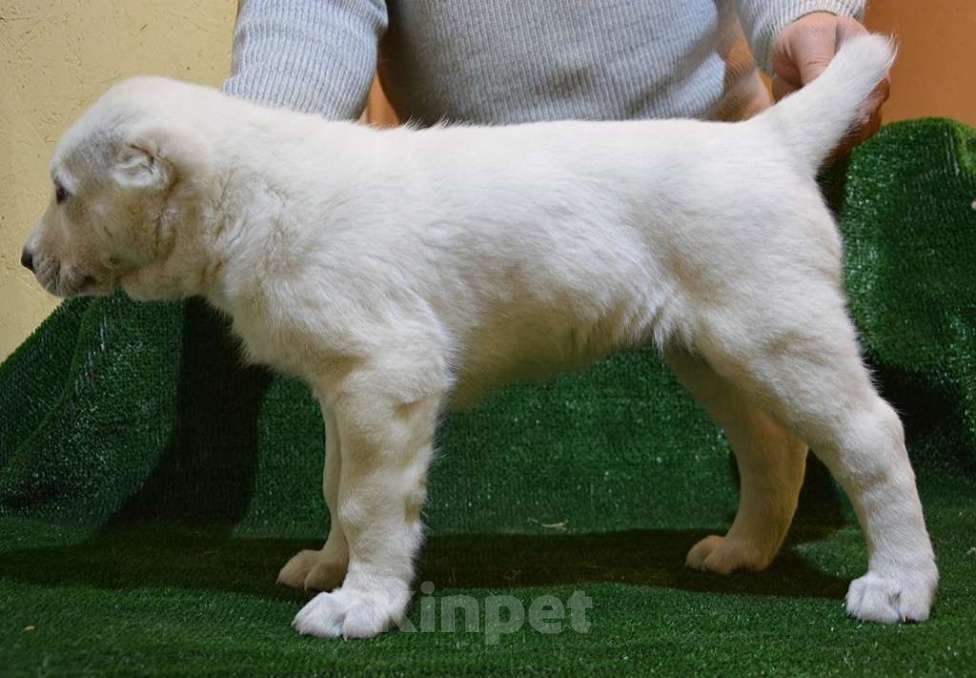 Собаки в Москве: Щенок из племенного питомника для вас Девочка, 50 руб. - фото 2