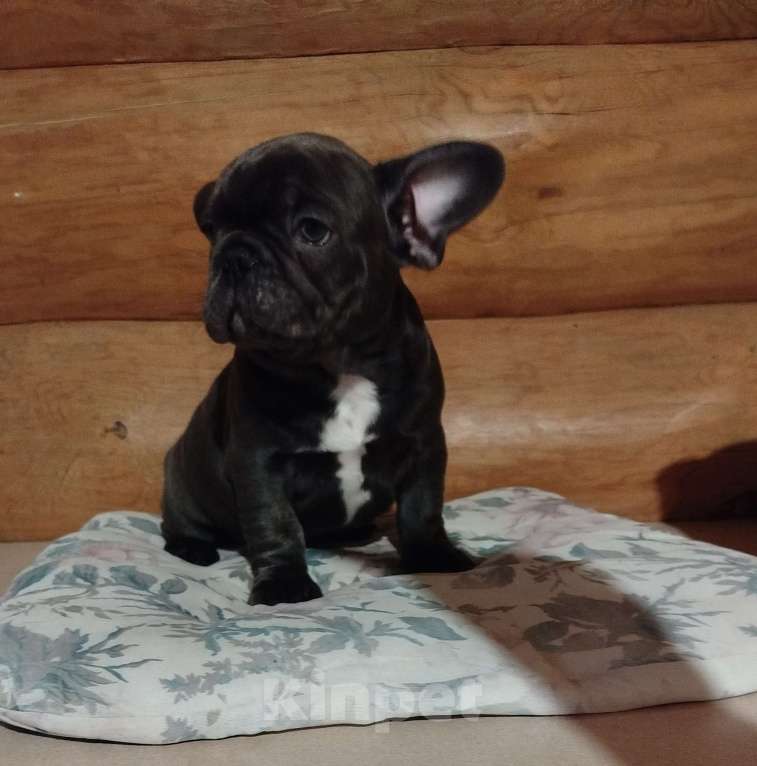Собаки в Москве: Милый щенок французского бульдога. Мальчик, 65 000 руб. - фото 5