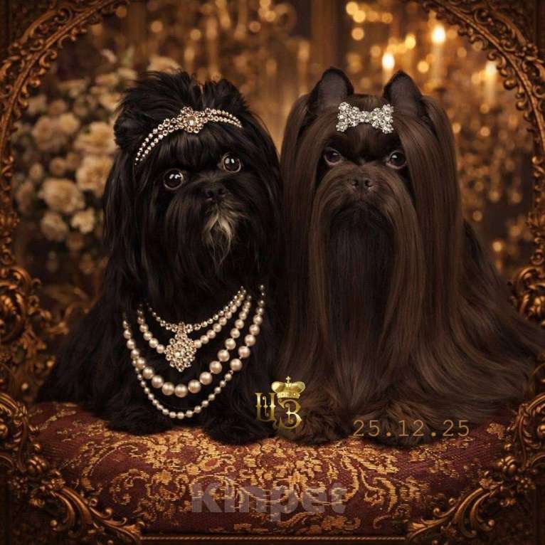 Собаки в Москве: Цветной йорк черная кукла Девочка, 70 000 руб. - фото 4