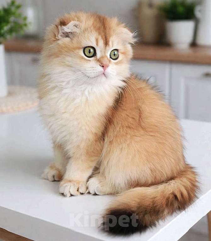 Кошки в Москве: Мальчик Мальчик, 55 000 руб. - фото 2