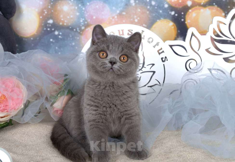 Кошки в Санкт-Петербурге: Британский котик классического голубого окраса Мальчик, 60 000 руб. - фото 5
