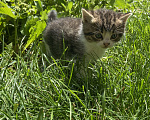 Кошки в других городах Краснодарского края: котенок от британской кошки Мальчик, 1 500 руб. - фото 2