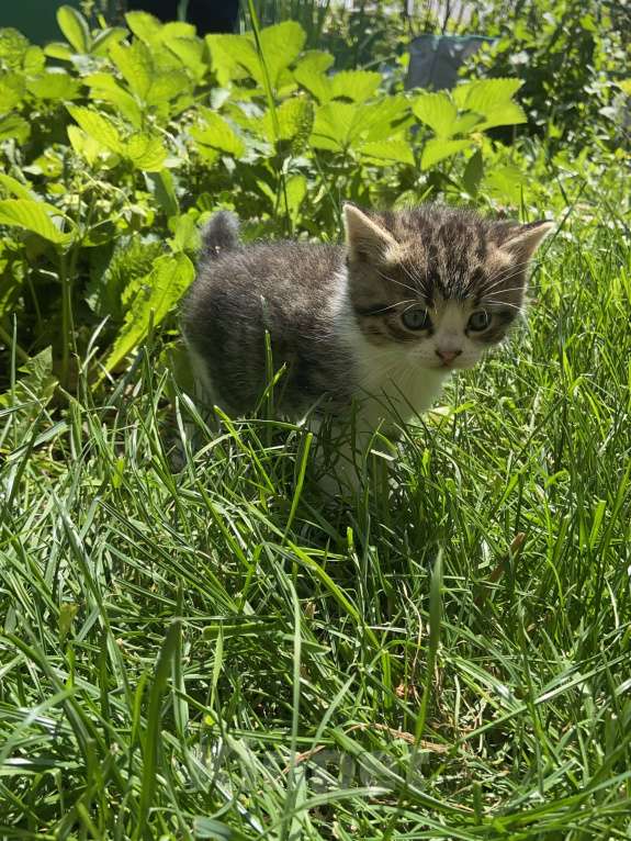 Кошки в других городах Краснодарского края: котенок от британской кошки Мальчик, 1 500 руб. - фото 2