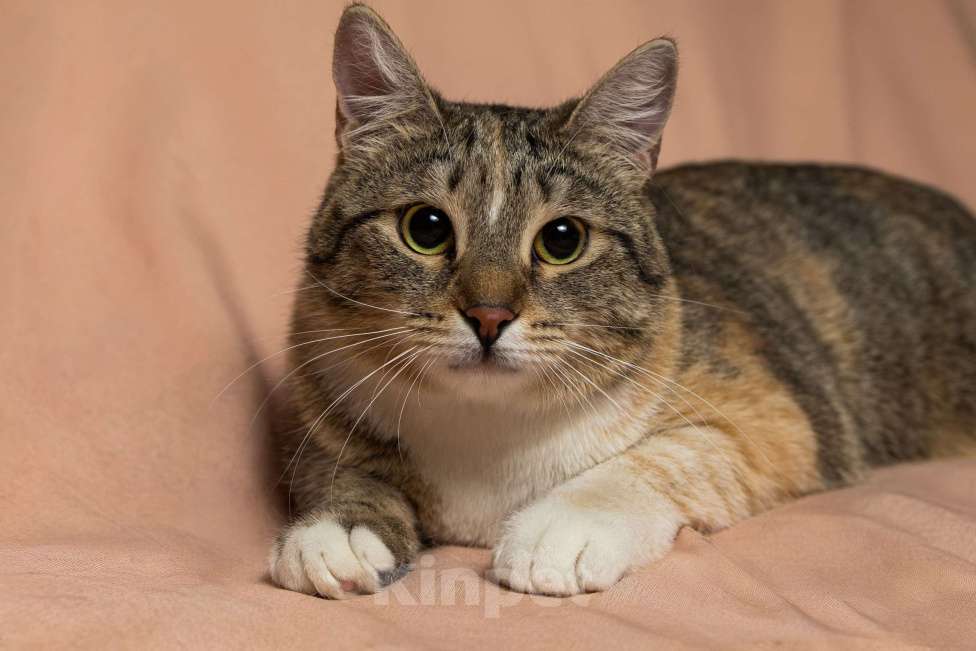 Кошки в Москве: Лада, 10 месяцев Девочка, Бесплатно - фото 8