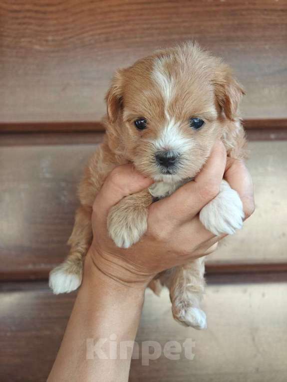 Собаки в Москве: Мальтипу девочка мелкий стандарт  Девочка, 150 000 руб. - фото 3