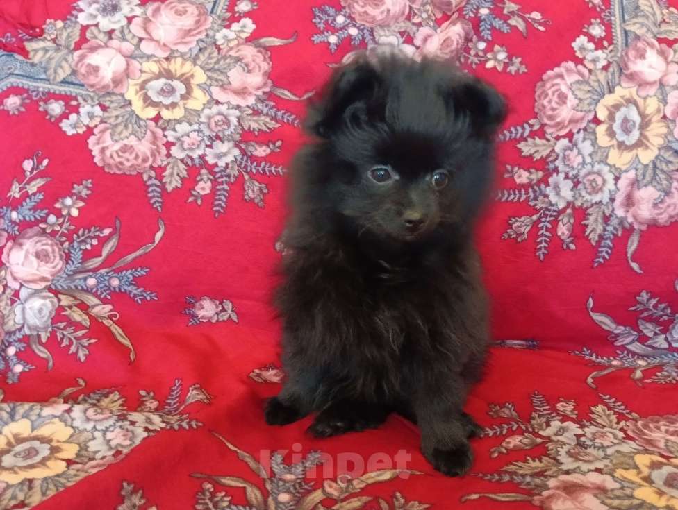 Собаки в других городах Московской области: Малышка шпиц Девочка, 15 000 руб. - фото 3