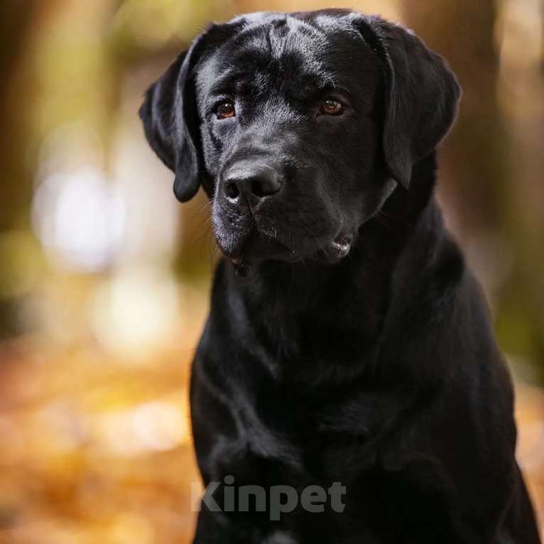 Собаки в Смоленске: Formula Number One ищет невесту Мальчик, Бесплатно - фото 2