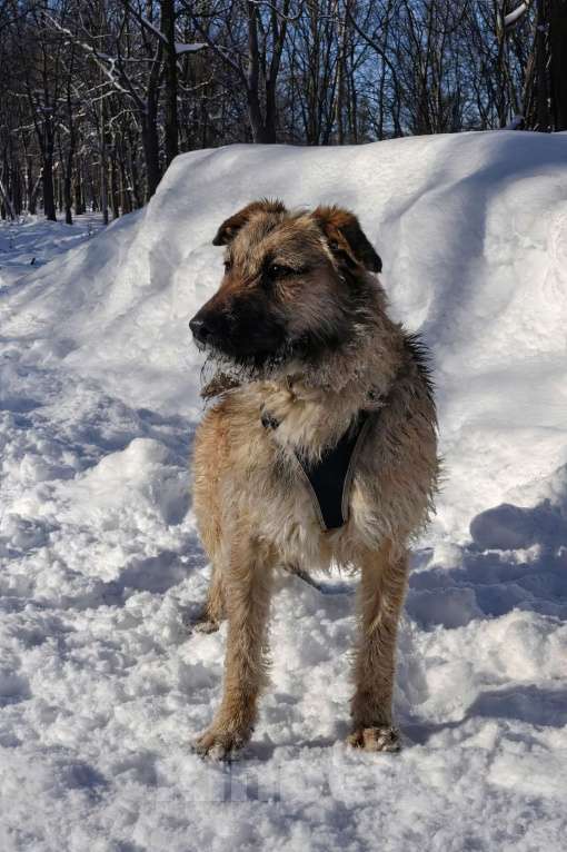 Собаки в Москве: Пальма 2 года! Девочка, Бесплатно - фото 7
