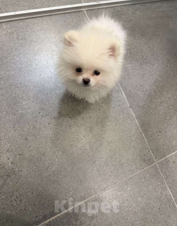 Собаки в других городах Московской области: Продам шпица мини Мальчик, 22 000 руб. - фото 1