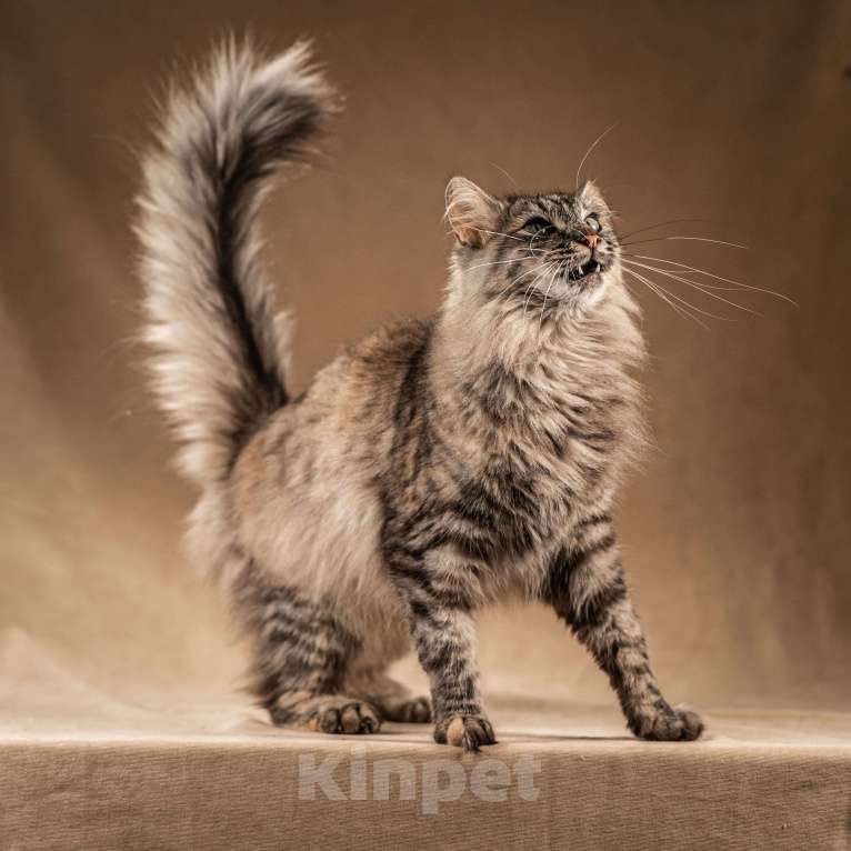 Кошки в Клине: Лилу — пушистое сокровище Девочка, Бесплатно - фото 4