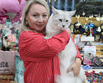 Кошки в Санкт-Петербурге: Мальчик в редком серебряном окрасе Мальчик, 100 000 руб. - фото 3