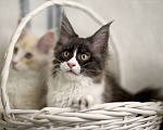 Кошки в Туапсе: Котята мейн-кун из питомника Девочка, Бесплатно - фото 4