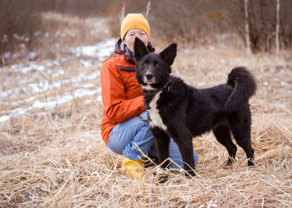 Собаки в Москве: Метис овчарки и лайки Мальчик, Бесплатно - фото 10