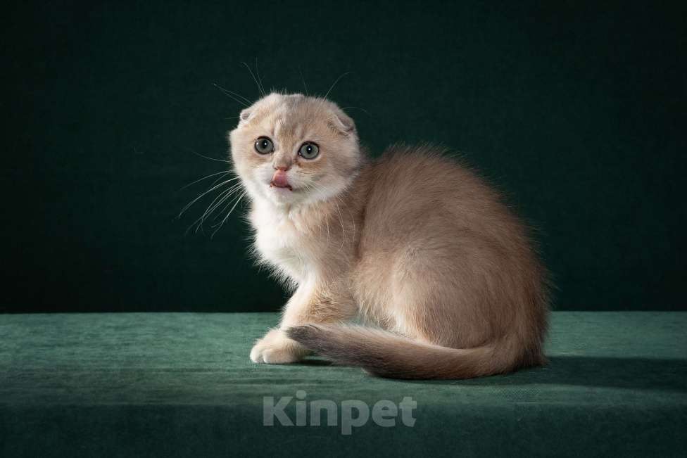 Кошки в Екатеринбурге: Шотландские котята редкого окраса Мальчик, 50 000 руб. - фото 1